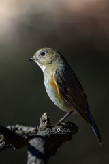 ルリビタキ♀