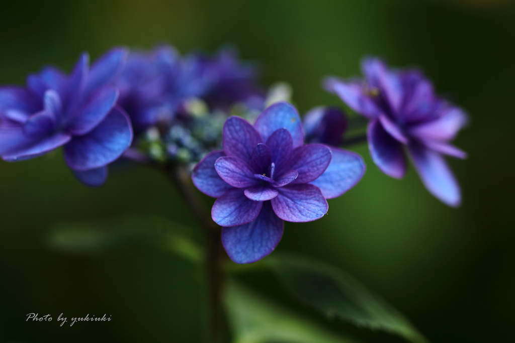玉敷公園の紫陽花7
