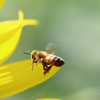 Honeybee Ⅱ