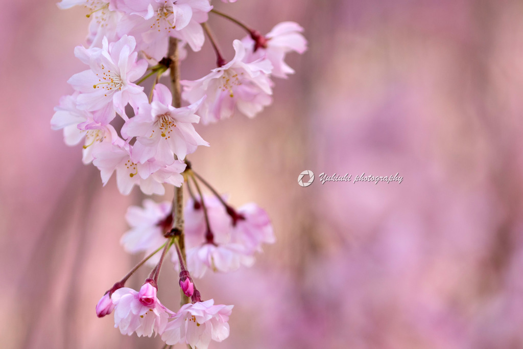 枝垂れ桜Ⅰ