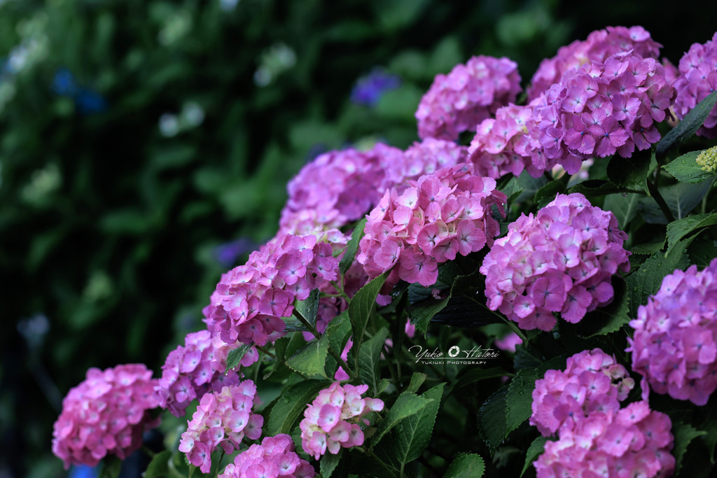 紫陽花