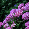 紫陽花