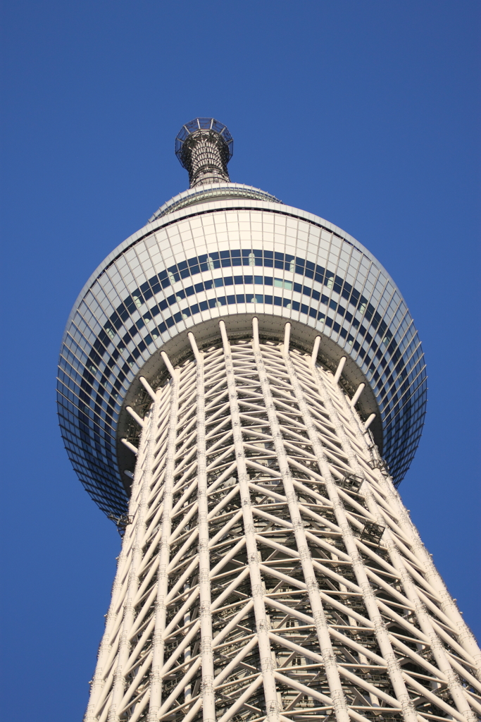 Blueskytree