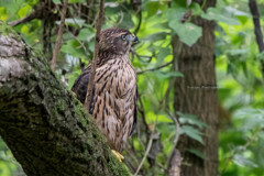 オオタカ幼鳥Ⅴ