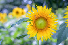 SunflowerⅢ