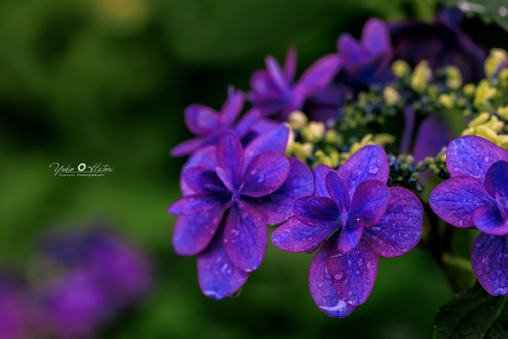 額紫陽花