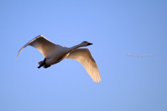 多々良沼の白鳥