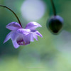 蓮華升麻