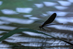 水鏡の逢瀬