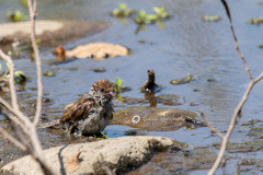 水浴びしてますが、何か？