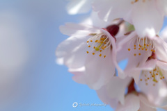 今年初の桜