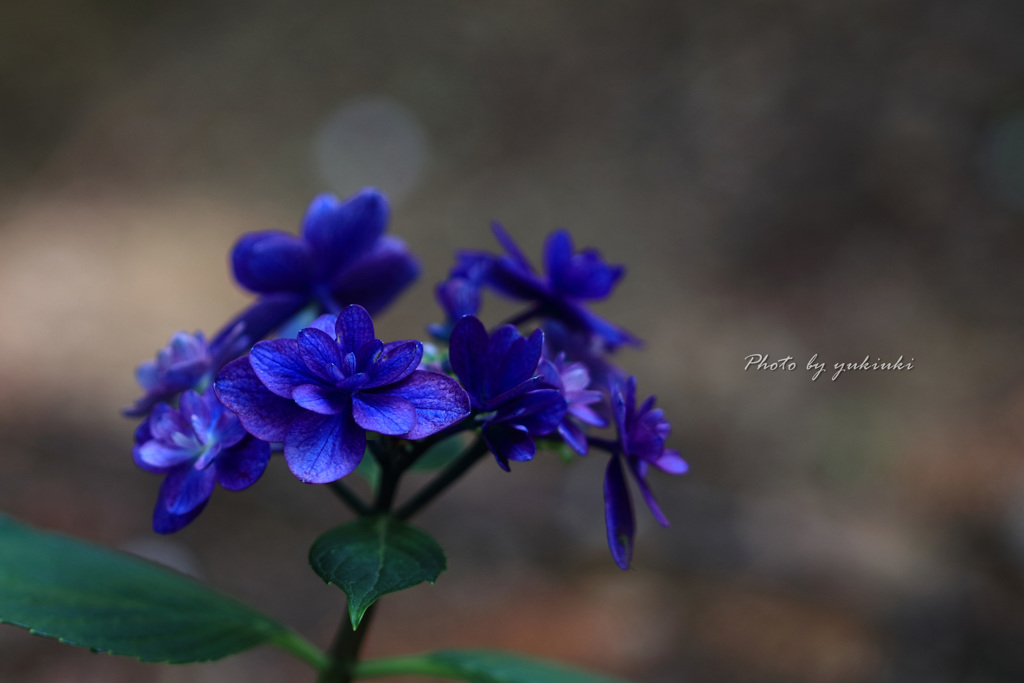 玉敷公園の紫陽花12