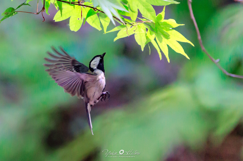 シジュウカラ