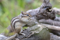 シマリスⅥ