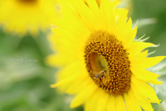 向日葵と蜜蜂