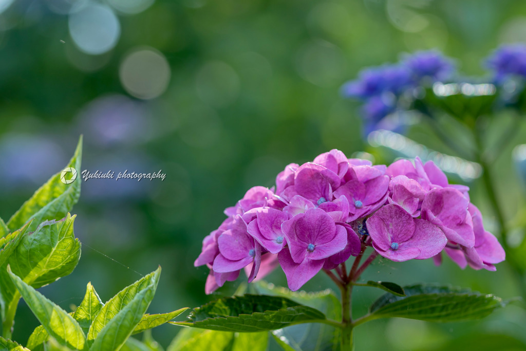  HydrangeaⅤ