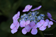 玉敷公園の紫陽花4