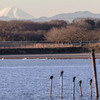 多々良沼の川鵜