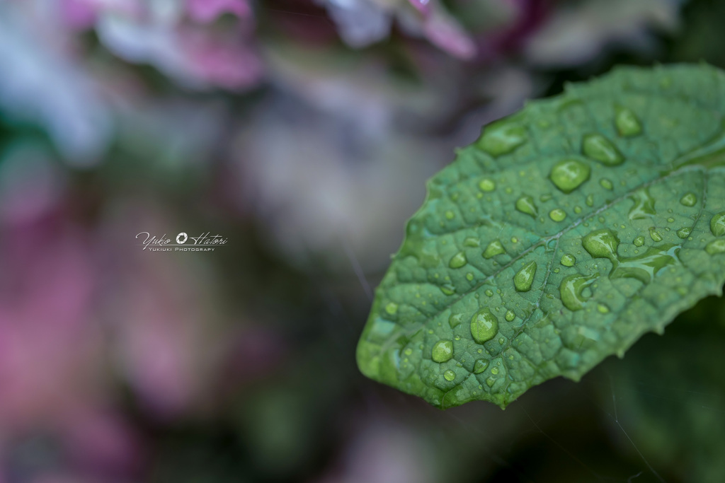 ある雨の日に