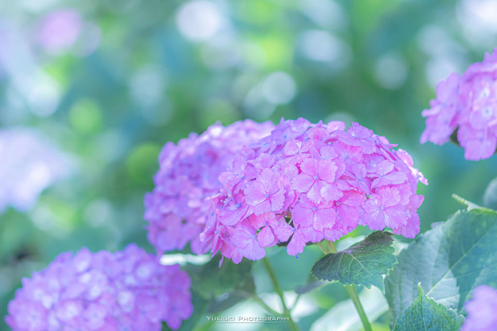 権現堂公園の紫陽花Ⅸ