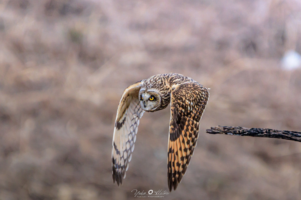 コミミズクの飛び出し