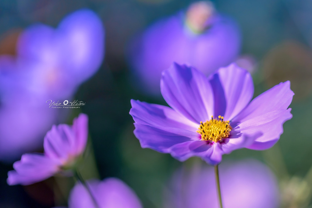 秋桜Ⅷ