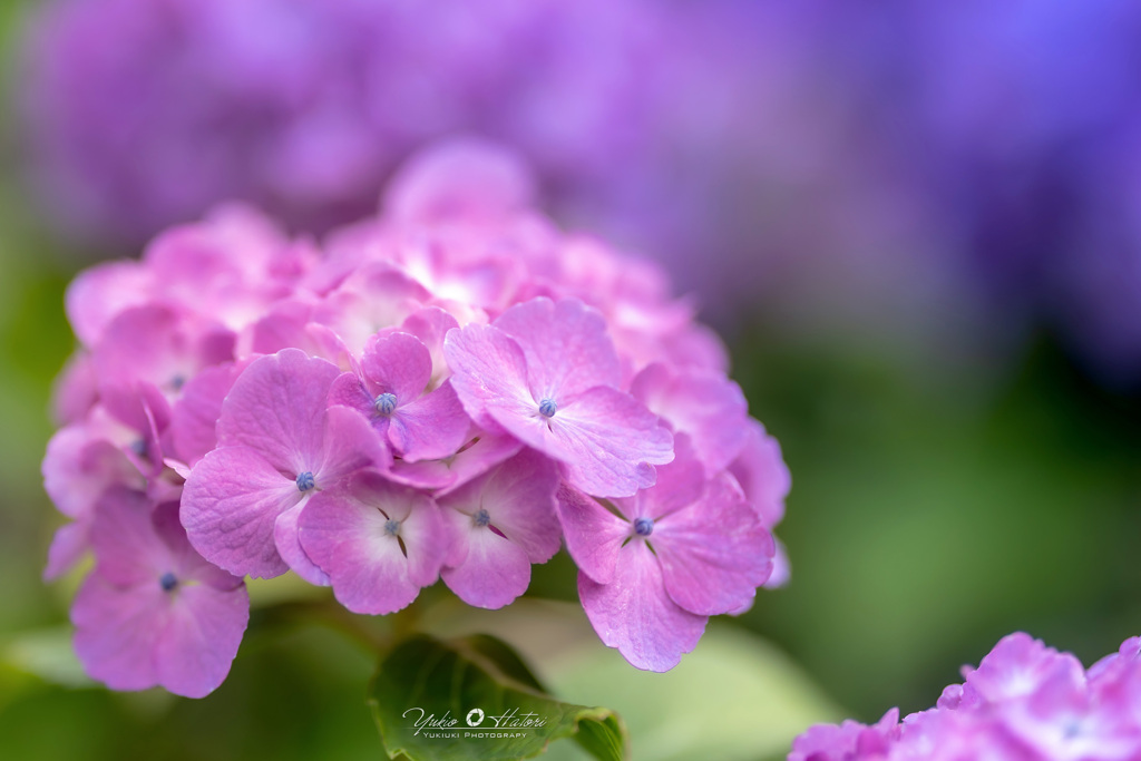 Melting purple