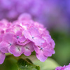 Melting purple