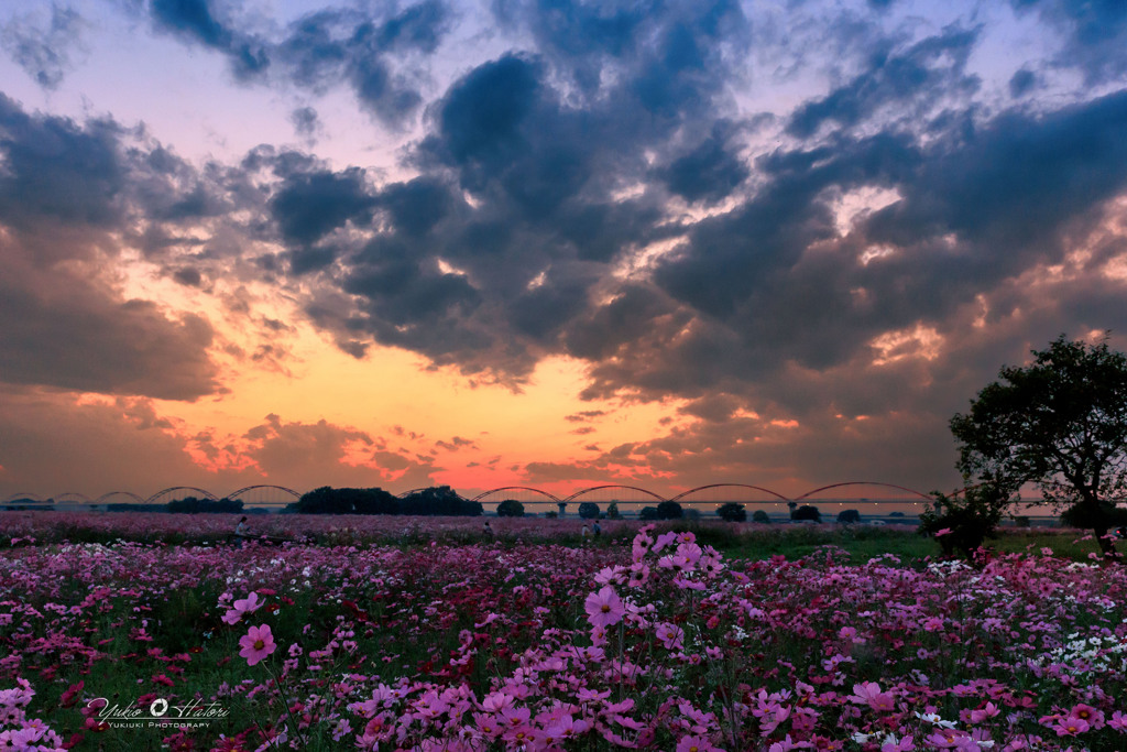 夕焼けのコスモス畑