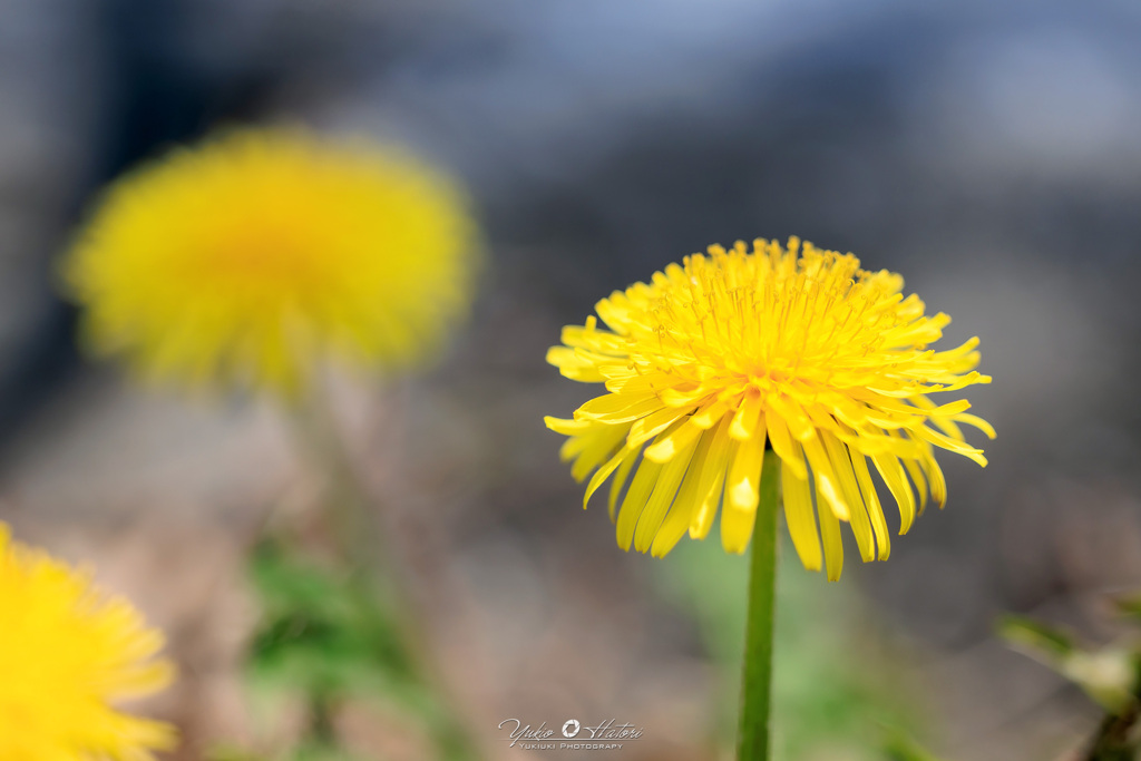 Dandelion