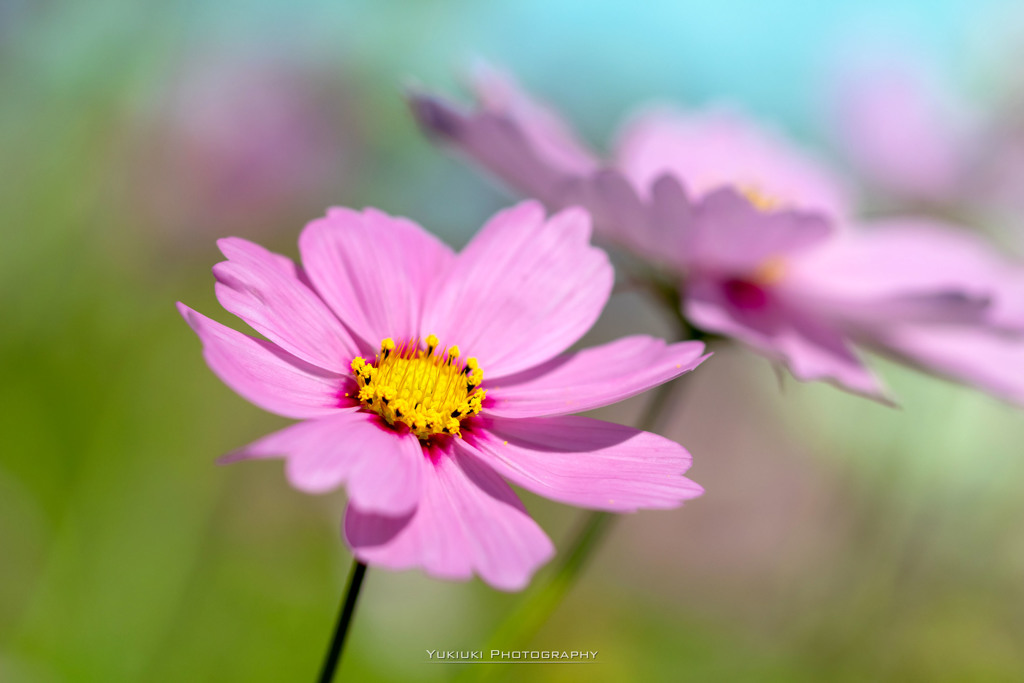 ピンクのコスモス