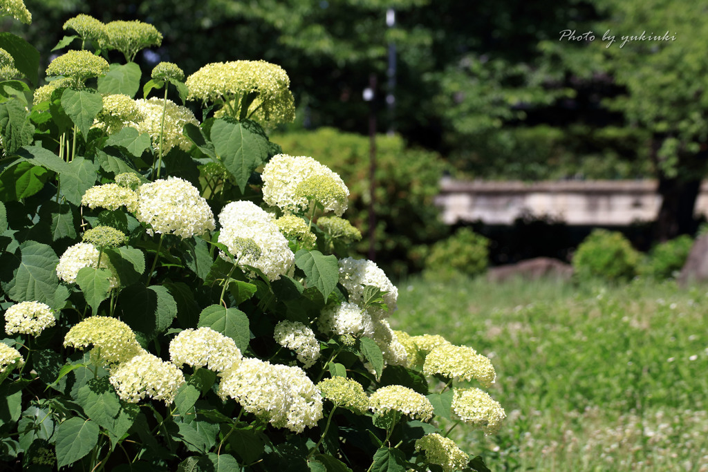 玉敷公園の紫陽花13