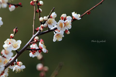 梅の花