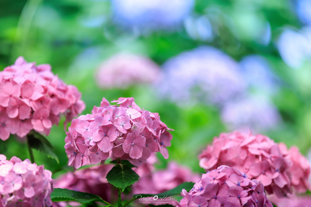 紫陽花