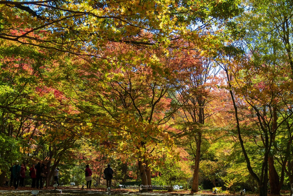 紅葉狩り