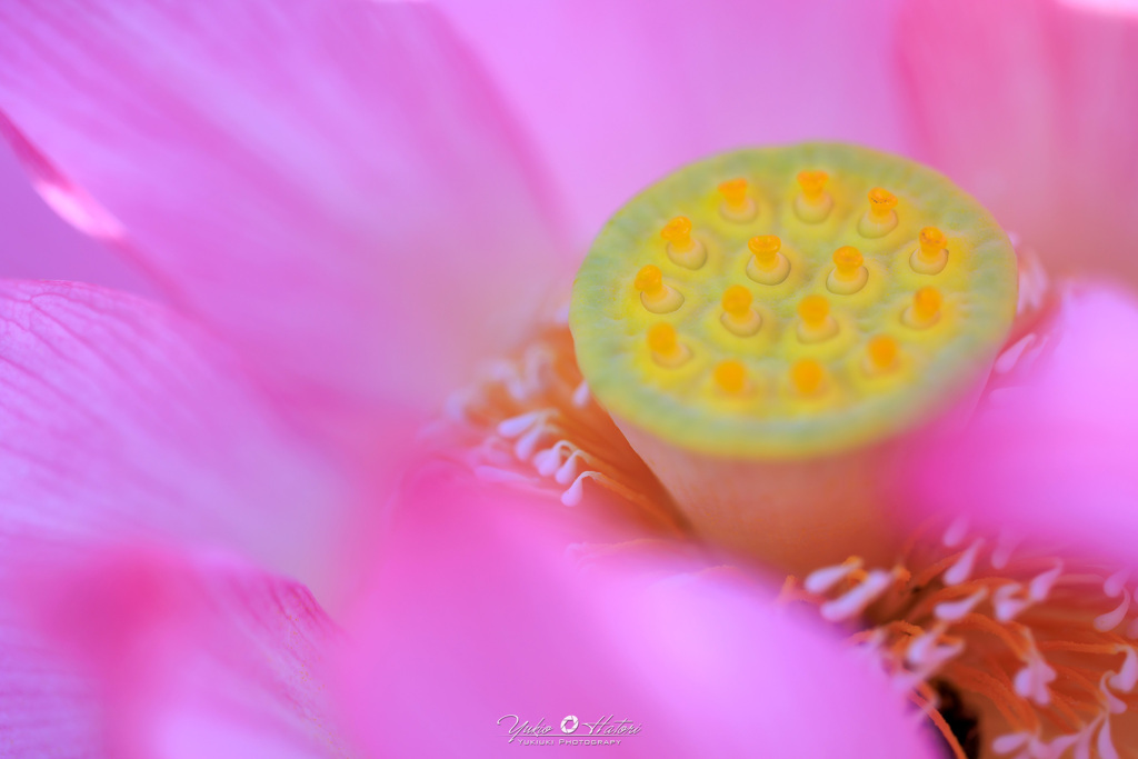 古代蓮Ⅵ