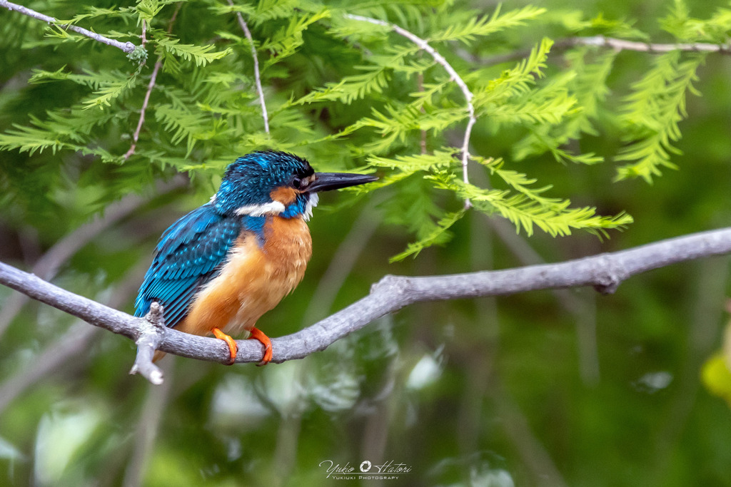 近所の公園のカワセミ