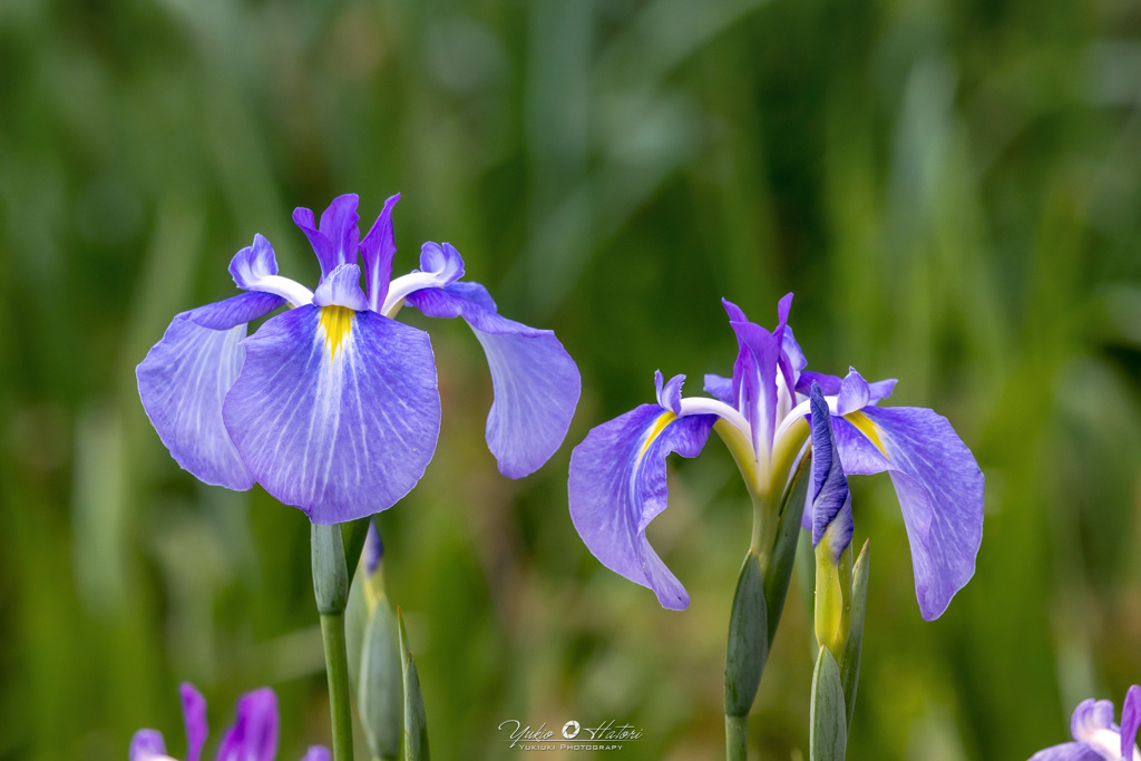 花菖蒲Ⅰ