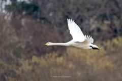 多々良沼の白鳥Ⅲ