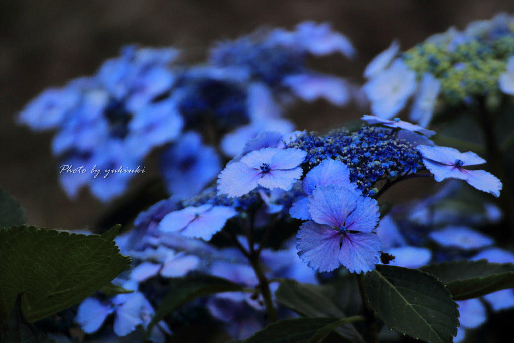 玉敷公園の紫陽花9