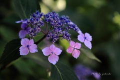 玉敷公園の紫陽花１