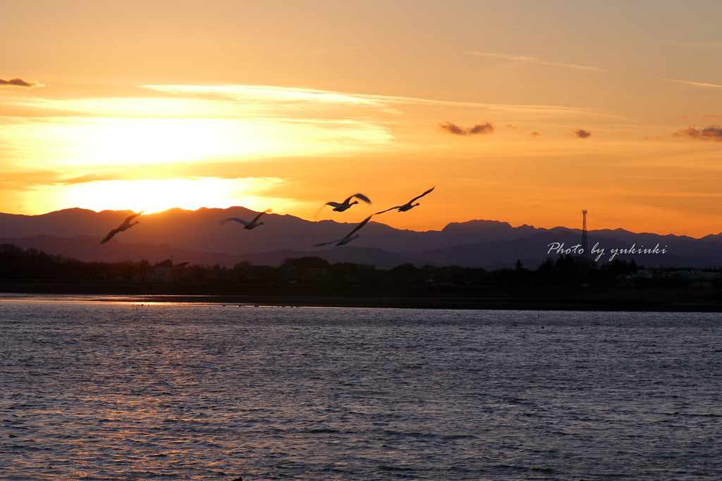 夕日の中を飛ぶ白鳥