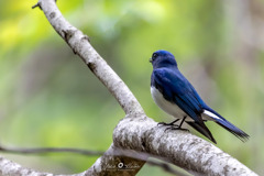幸せの青い鳥