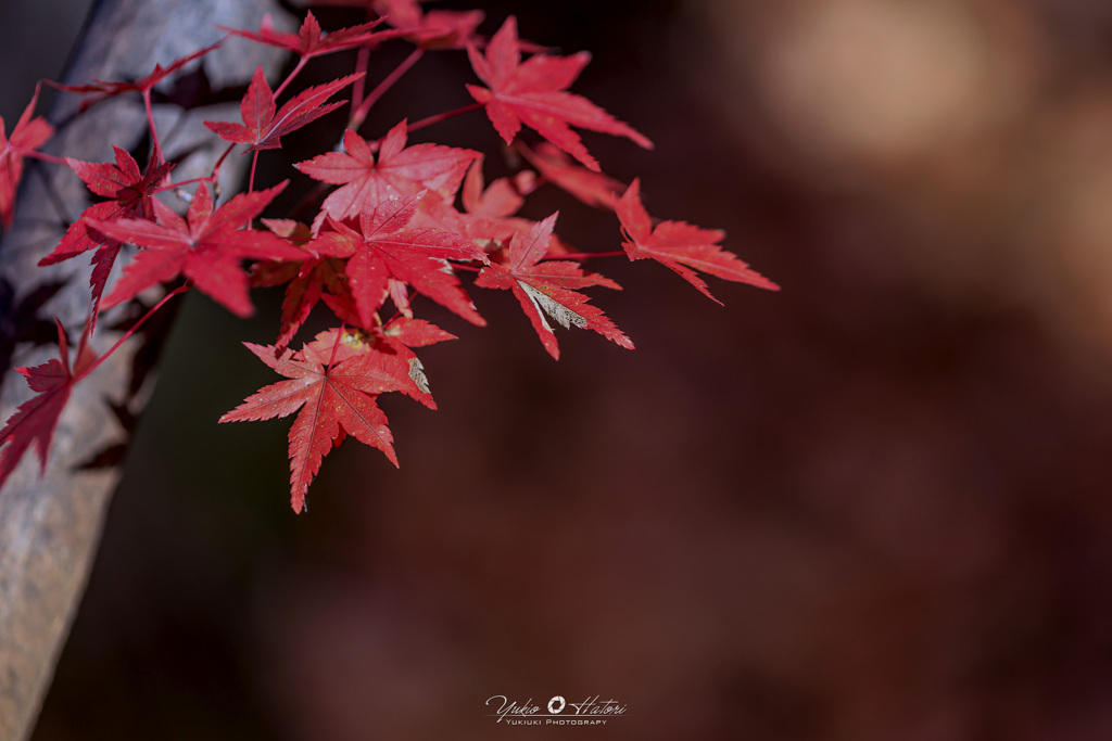 晩秋の紅葉