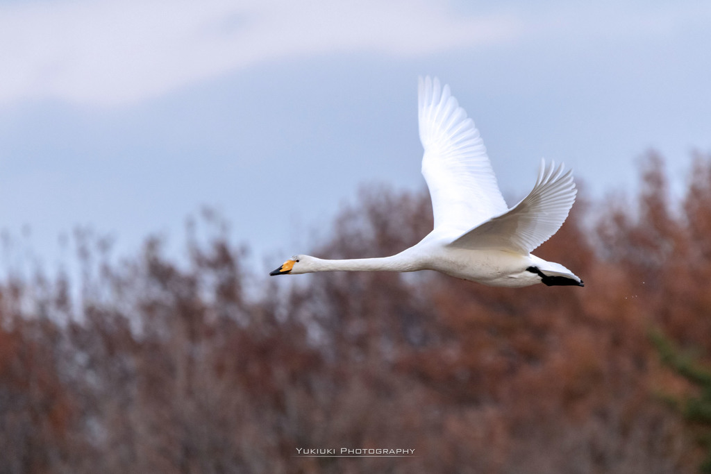 多々良沼の白鳥Ⅳ