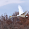 多々良沼の白鳥Ⅳ