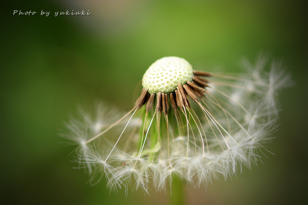 Dandelion