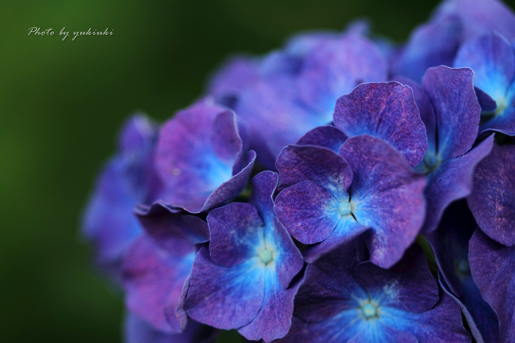玉敷公園の紫陽花10