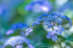 権現堂公園の紫陽花Ⅶ