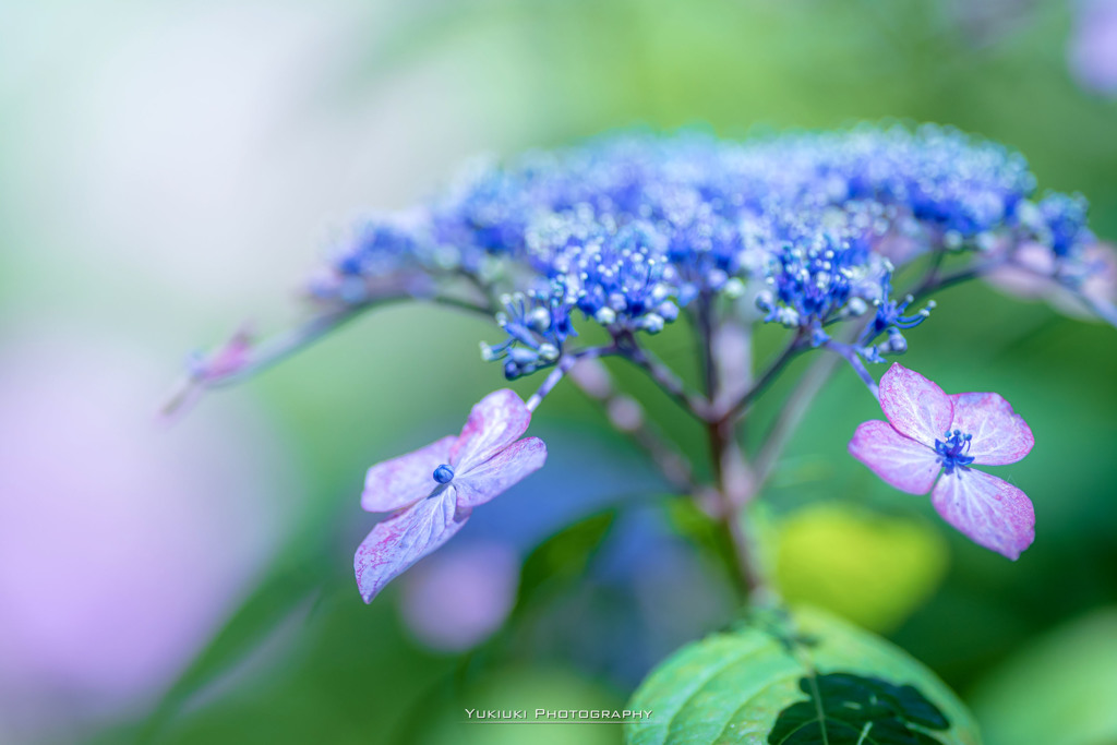 権現堂公園の紫陽花Ⅲ